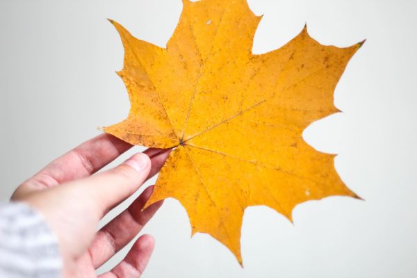 autumn,plant,twig,autumn leaves,autumn mood,mood