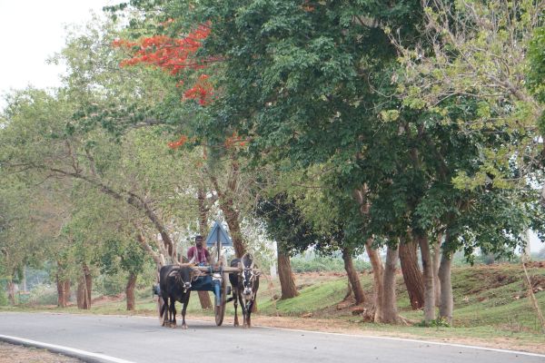 tree,horse,plant,flower,mode of transport,woody plant