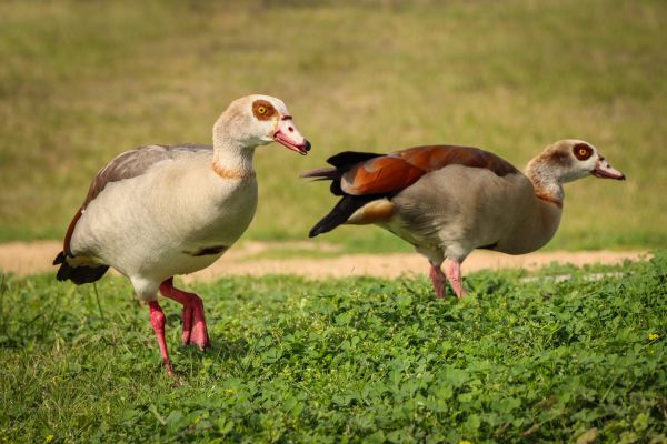 ducks,bird,vertebrate,ecoregion,plant,beak