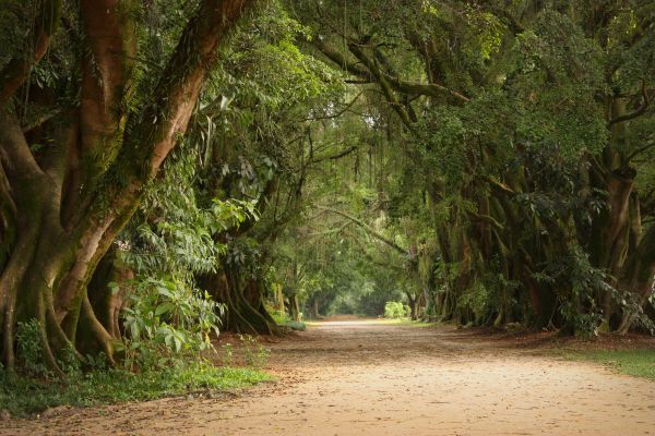 path,forest,trees,plants,jungle,leafs