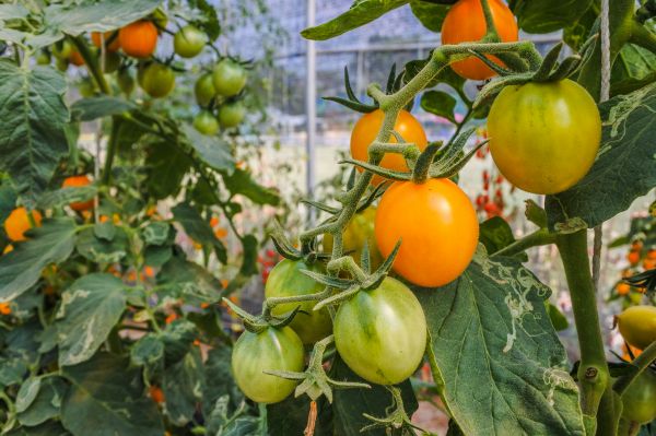 jardinería, estacional, joven, rural, tomate, vegetal