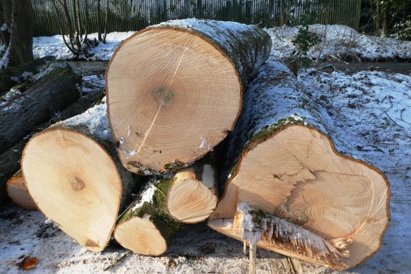 scié,des arbres,bois,sylviculture,structure,annuel