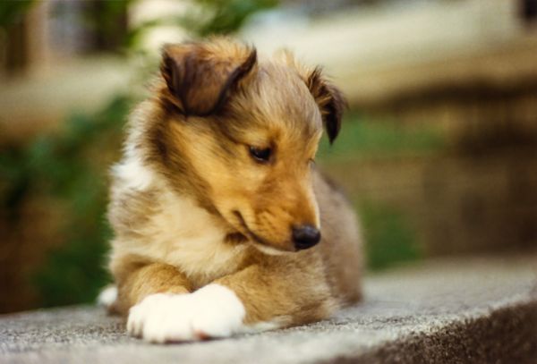 hund,hunderace,kødædende,whiskers,hundehvalp,shetland sheepdog