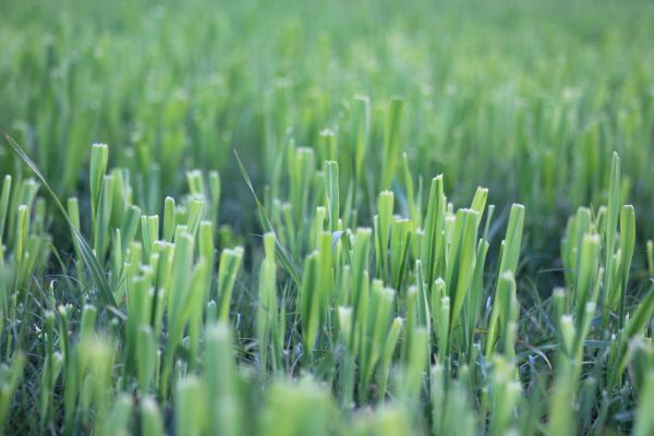 gräs, natur, vegetation, dew drops on grass, morgon-, organism