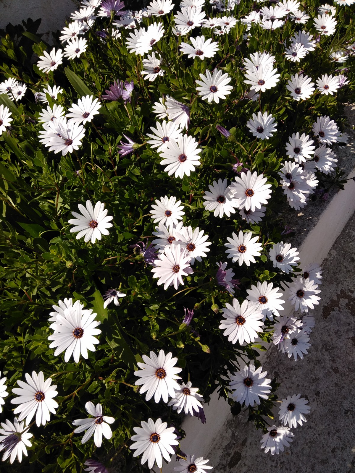 blommor, blomma, blommande växt, aromatic aster, heath aster, växt, afrikansk daisy, marguerite daisy, daisy, kronblad, aster, new york aster, smooth aster, botanik, vår, daisy familjen, vild blomma, prästkrage, ettårig växt, is växtfamiljen, ground, pericallis, small white aster, buske, perenn växt, blå trä aster