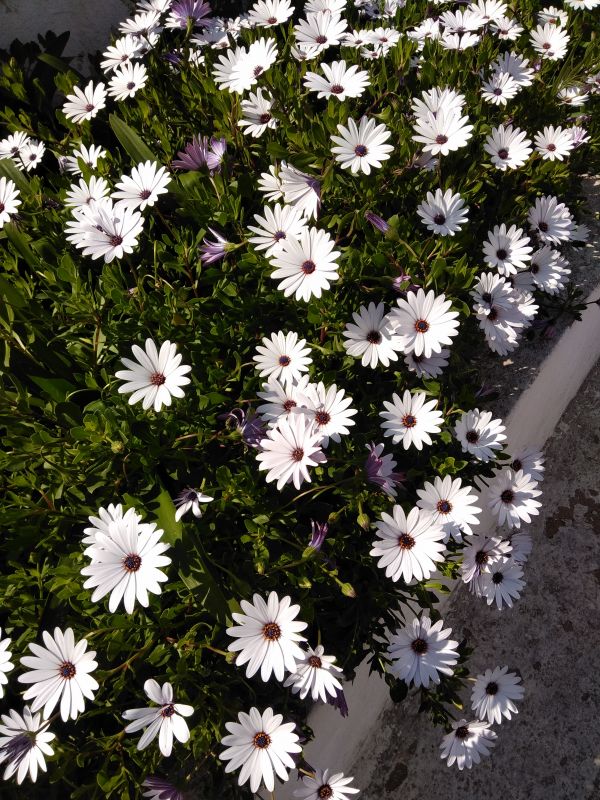 꽃,꽃 피는 식물,aromatic aster,heath aster,식물,꽃들