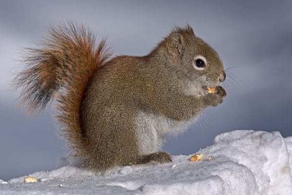 vertebrado, mamífero, esquilo, Esquilo cinzento, inverno, neve