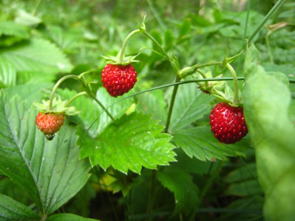 blomst,jordbær,jordbær,naturlige fødevarer,frugt,vestindiske hindbær