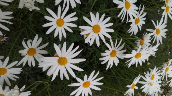 blomster,blomst,hvit,marguerite daisy,blomstrende plante,gul