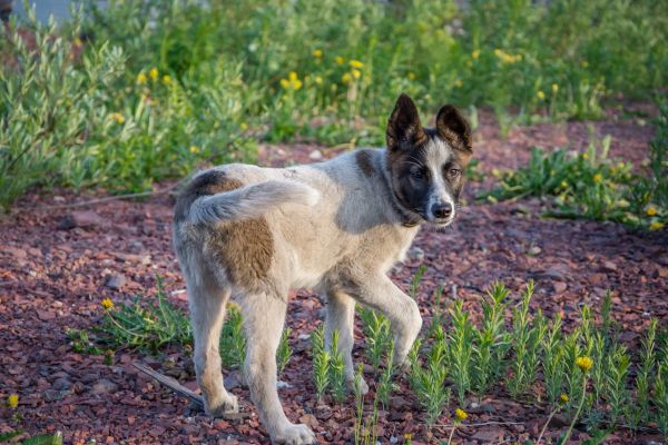 κουτάβι,looked around,πορτρέτο,smile dog,from shelter,πορτρέτο κατοικίδιων ζώων