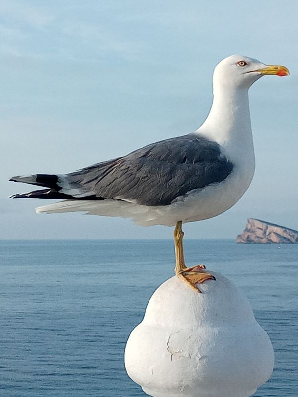 vann,fugl,himmel,gaviota,benidorm,hvit