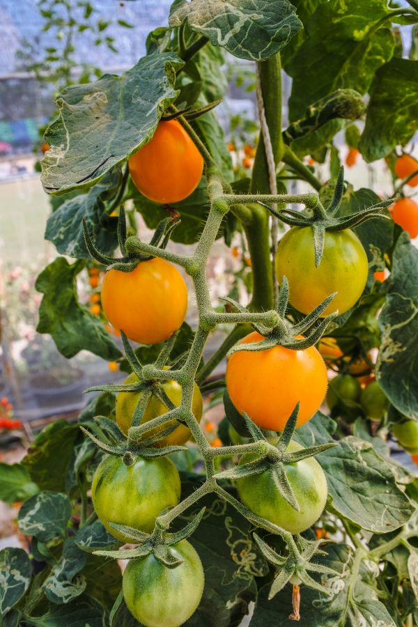 estacional, jardinería, joven, rural, tomate, vegetal