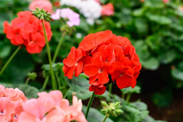 flor, rosado, jardín, Jardines, flor rosa, naturaleza