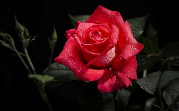 Blume,rote Rose,Rose,rot,Rose Familie,Gartenrosen