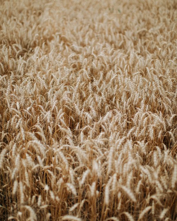 plante,Paysage naturel,agriculture,Naturel,People in nature,Khorasan wheat