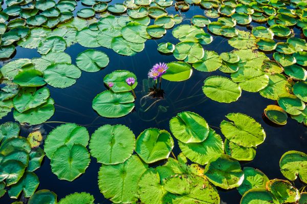 krása,hala,lotus,krásny,Nakhon,kvet