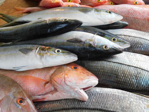 peixe,Produtos de peixe,peixe oleoso,frutos do mar,sardinha,arenque