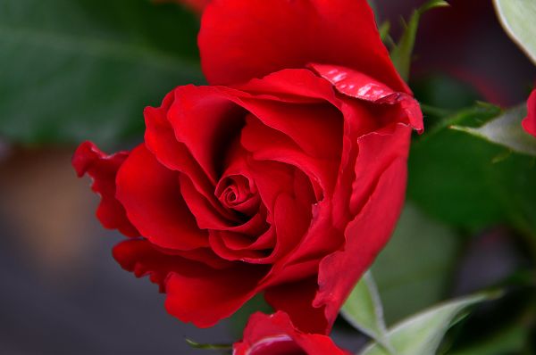 rouge, des roses, Valentin, journée, Valentines, bouquet