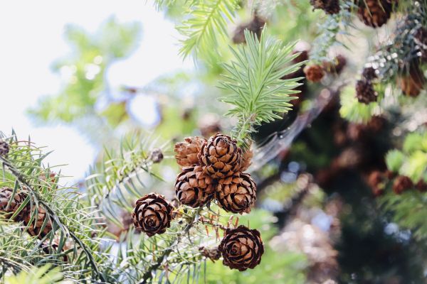 pigna,Columbian spruce,pino zucchero,Jack pine,cono di conifera,botanica