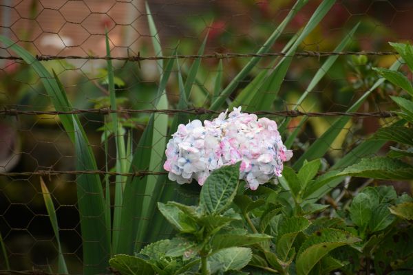 flower, flowering plant, flor, jardin, Mocoa Putumayo, san antonio