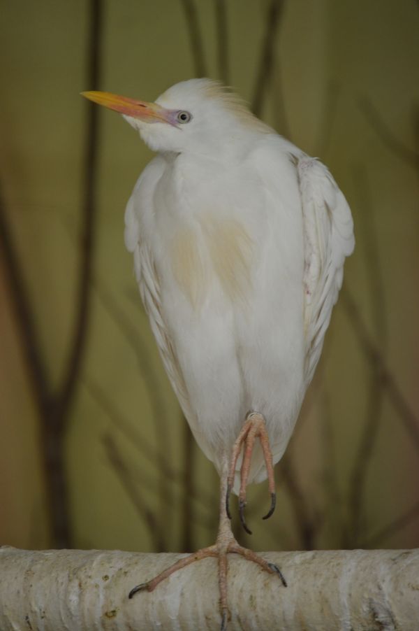 garcilla bueyera,pájaro,pico,fauna,Bubulcus ibis,Aves