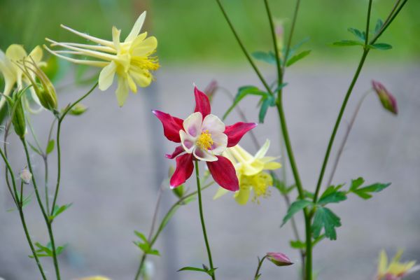 plant,flower,flowers,bloom,catchment,aquilegia