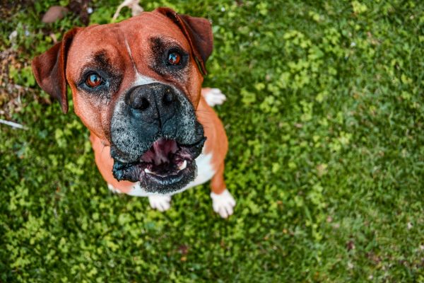 犬,哺乳類,脊椎動物,犬種,カンジダ,国内の