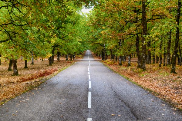 道路,森林,風景,秋,ギリシャ,センタウルス