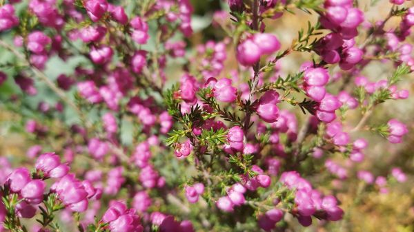 fairy bush,пирен,растение,цвете,розови венчелистчета,венчелистче