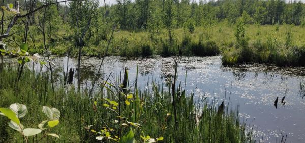 wetland,water,planten,moeras,Litouwen,wild