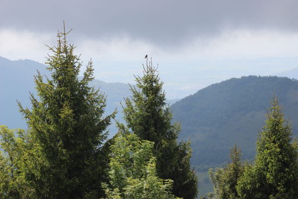 shortleaf black spruce,balsam fir,træ,naturlig,Tropiske og subtropiske nåletræer,fikse gran skov