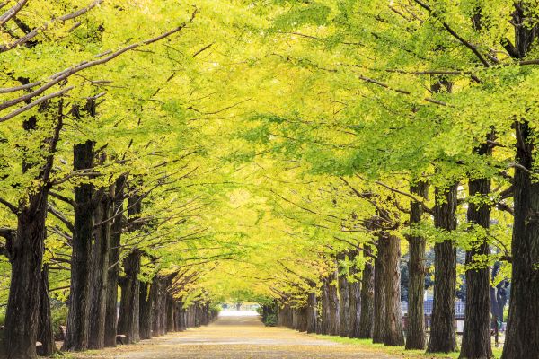 autumn,tree,natural landscape,nature,green,People in nature