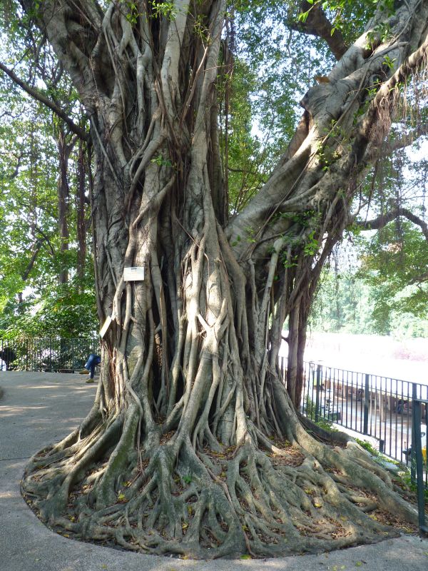 cây,Gnarly,xưa,Ficus,nguồn gốc,Chi nhánh