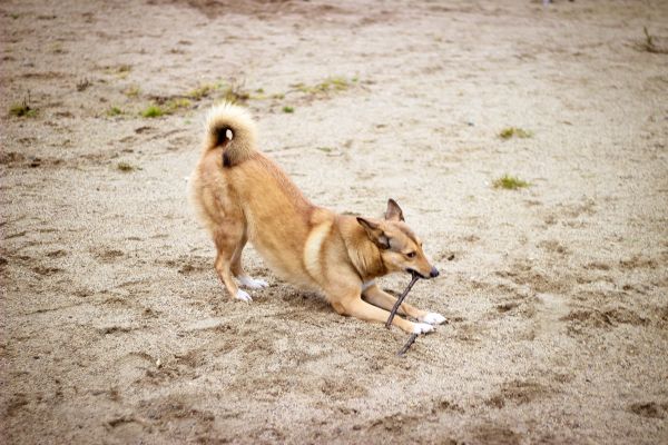 dog,mammal,vertebrate,walking,autumn,stick