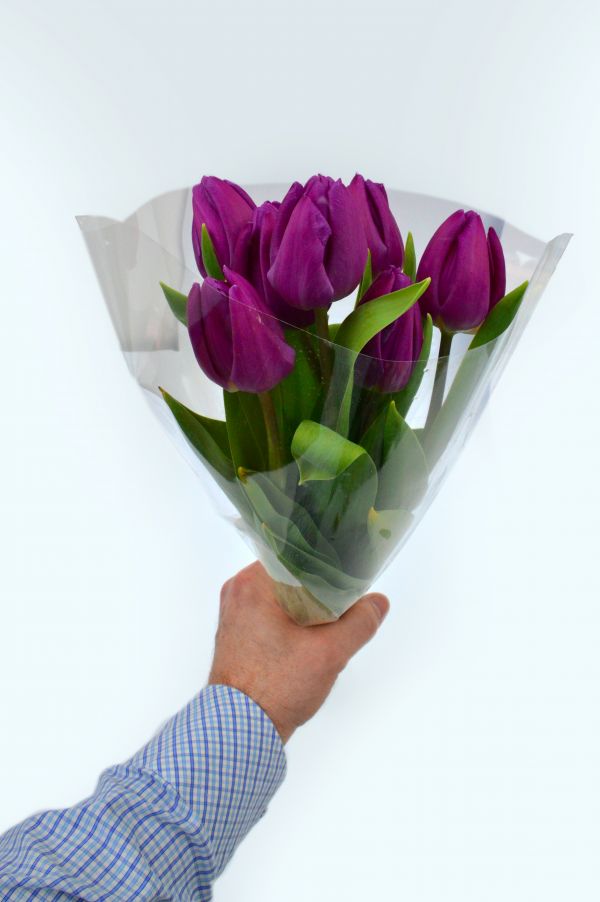 tulpen, Purper, achtergrond, boeket, bloem, natuur