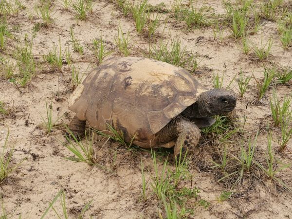 Comunitate de plante,târâtoare,popândău de broască țestoasă,broasca testoasa,iarbă,Tortuga