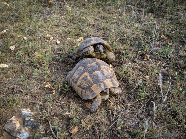 broasca testoasa,testoasa,târâtoare,iarbă,broască țestoasă să se rupă comună,Pond turtle