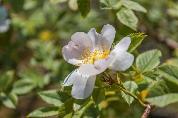 花,开花植物,花瓣,厂,常青玫瑰,Rosa sericea