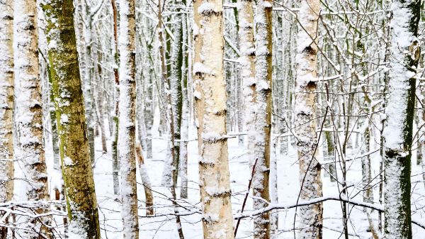 Bạch dương,mùa đông,tuyết,cây,trắng,Canoe birch