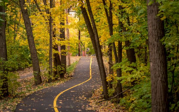 forest,tree,natural landscape,bike,lane,fall