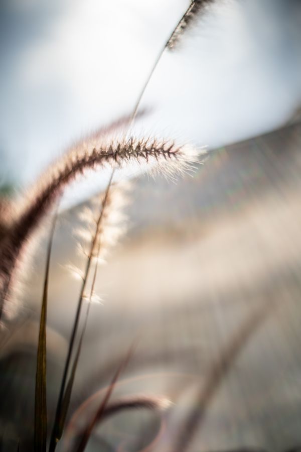 leggero, sfondo, bellissimo, bellezza, sfocatura, bokeh