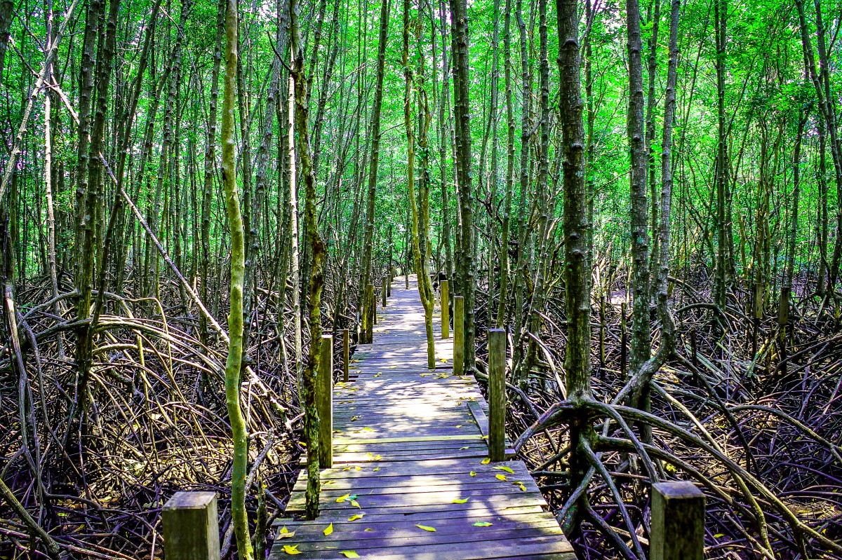 mangrove, växt, grön, natur, tropisk, skog, parkera, träd, landskap, resa, thailand, djungel, naturlig, vatten, utomhus-, hav, blad, miljö, bakgrund, rot, strand, gren, lövverk, Asien, flod, vild, trä, trä-, flora, träsk, vegetation, ekosystem, naturreservat, skog, väg, lund, våtmarks, gammelskog, strandskogen, gräs familj, regnskog, gräs, bambu, biome, gran gran skog, Valdivian tempererad regnskog, state Park, bayou, tempererad barrskog, spår, lövfällande, trunk, Norra lövträskoncept, Tropiska och subtropiska barrskogar, tempererade lövträd och blandskog