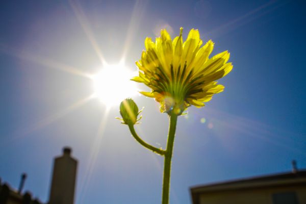 canon 7d,luonto,wildflower,kukka,aurinko,sinitaivas