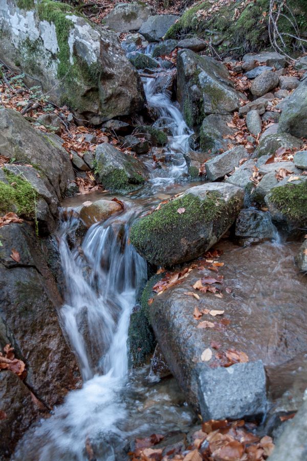 courant, forêt, eau, plan d'eau, ressources en eau, Cours d'eau