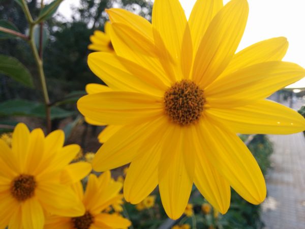 çiçek, Çiçekli bitki, Euryops pectinatus, Sarı, taçyaprağı, Papatya