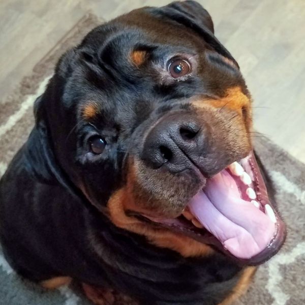 rottweiler,pies,ssak,kręgowiec,rasa psa,canidae