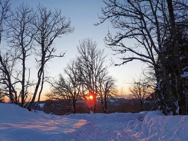 Sonne, Soleil, Schnee, Neige, Arbre, Baum