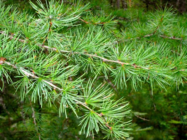 skog, gren, träd, Tamarack, nålar, grönska