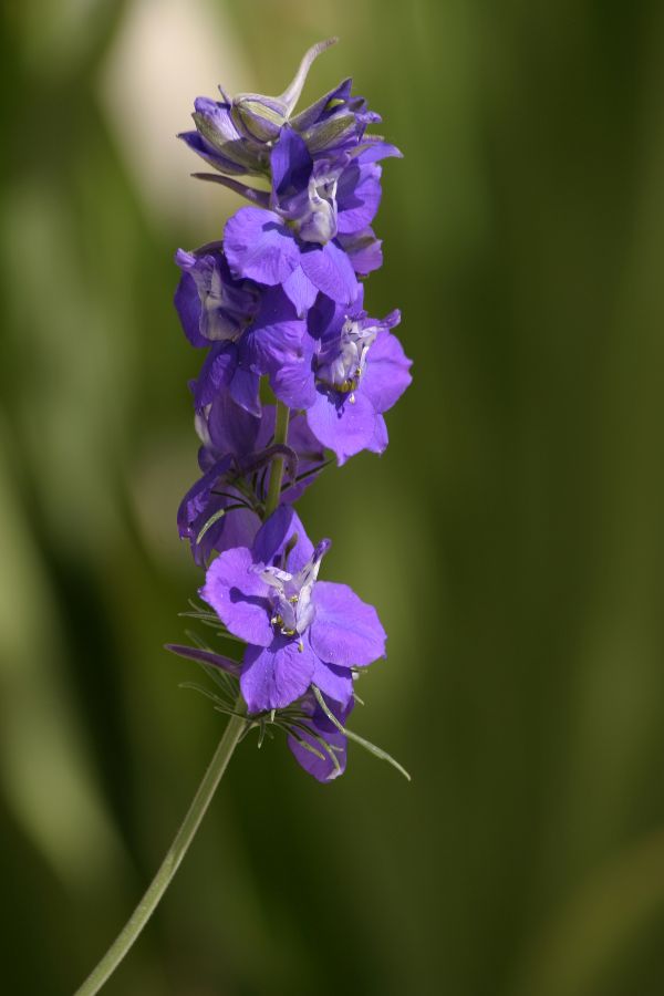 floare,floră,plantă,Violet,copac,planta cu flori