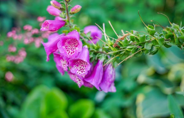 花,花弁,ローズ,工場,ジギタリス,陸生植物